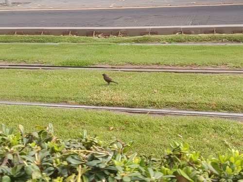 Eurasian Blackbird