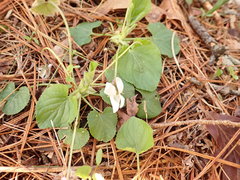 Viola alba