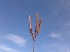 Bothriochloa saccharoides