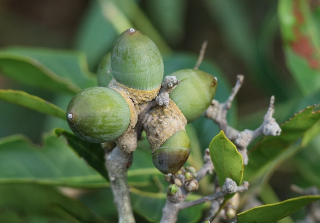Lithocarpus harlandii