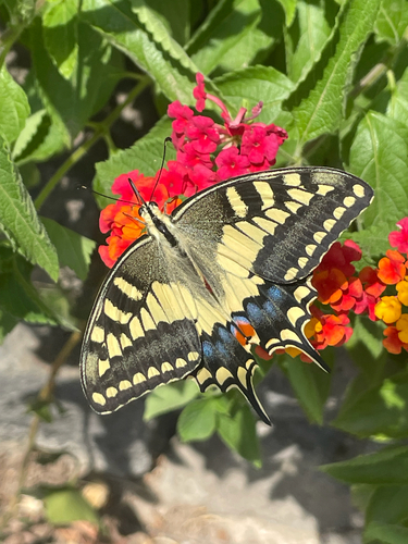 Old World Swallowtail