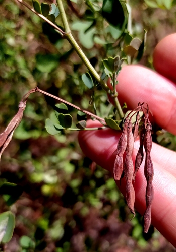 Shrubby Scorpion-vetch
