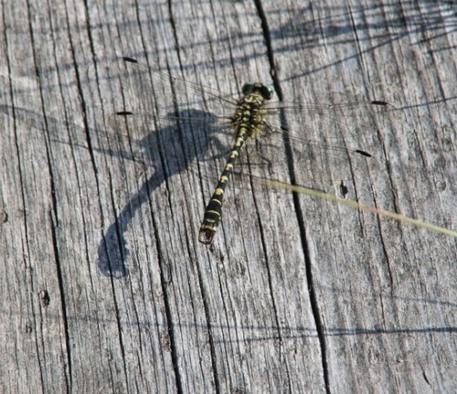 Small Pincertail