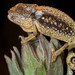 Swartberg Dwarf Chameleon - Photo (c) Tyrone Ping, some rights reserved (CC BY-NC), uploaded by Tyrone Ping