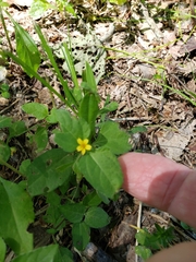 Calyptocarpus vialis