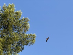 Black Kite