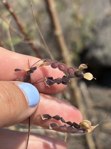 Desmodium tortuosum observed 2026-06-29