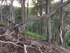 Lyonothamnus floribundus