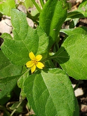 Calyptocarpus vialis