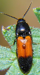 Ampedus balteatus
