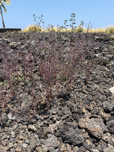 Porophyllum ruderale observed 2026-06-29