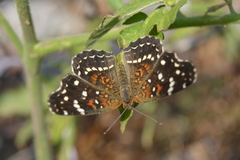 Anthanassa texana