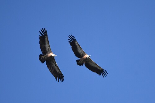 Eurasian Griffon