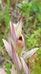 Serapias parviflora image