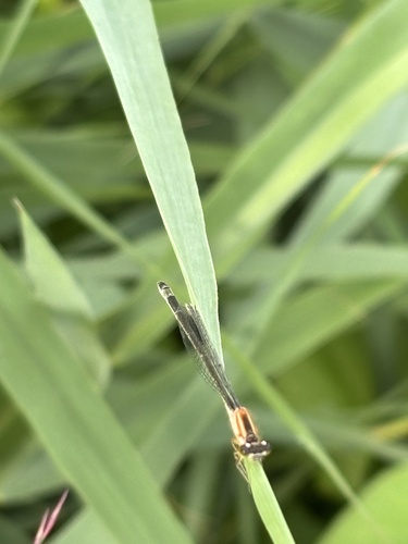 Blue-tailed Damselfly
