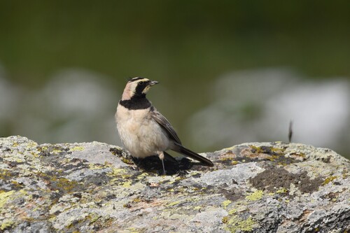 Horned Lark