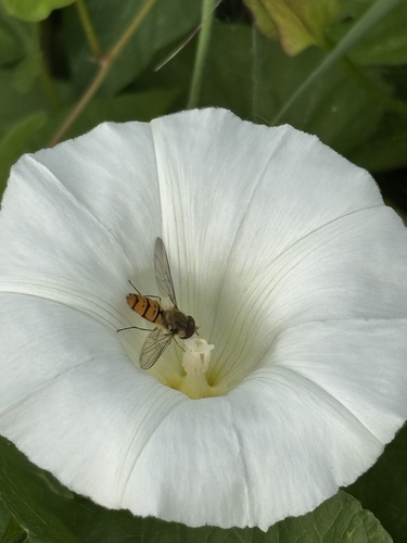 Marmalade Hover Fly