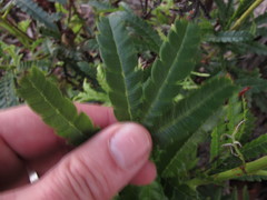 Lyonothamnus floribundus