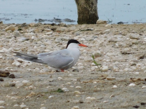 Common Tern