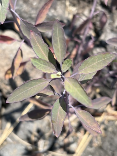 Porophyllum ruderale observed 2026-06-29