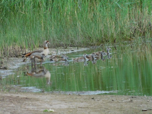 Egyptian Goose