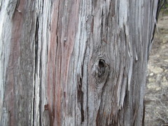 Lyonothamnus floribundus