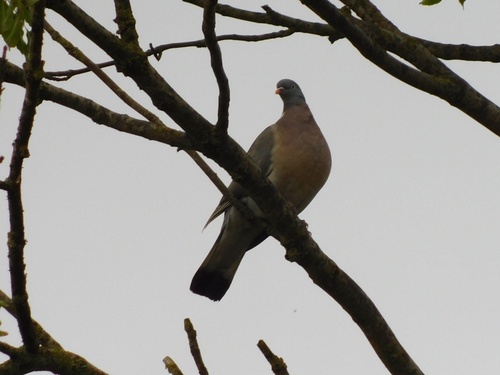 Common Wood-Pigeon