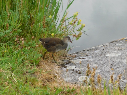 Common Moorhen