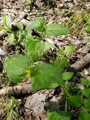 Calyptocarpus vialis