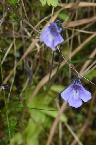 Pinguicula balcanica