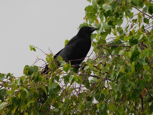 Carrion Crow