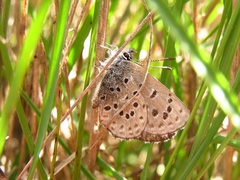 Pseudophilotes panoptes