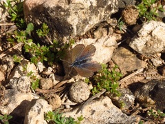 Pseudophilotes panoptes