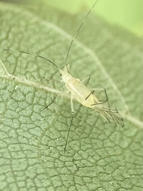 silver birch aphid