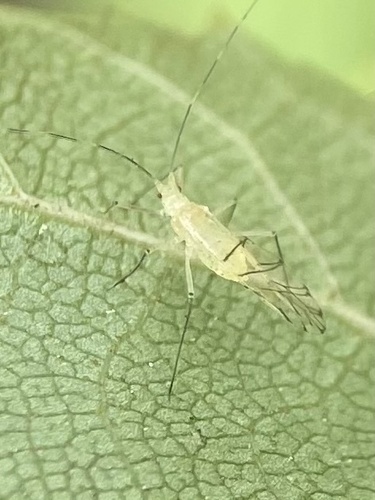 silver birch aphid