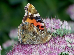 Vanessa indica