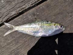 Herklotsichthys castelnaui