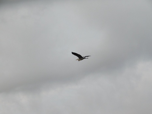 Grey Heron