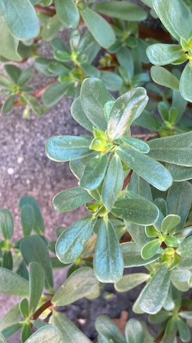 Common Purslane