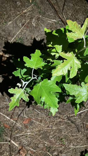 white poplar
