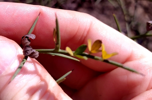 Spiny Broom