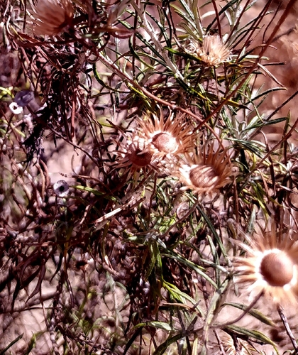Mediterranean Phagnalon