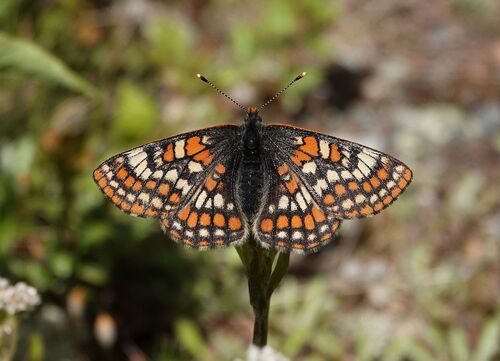 Lapland Fritillary