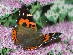 Vanessa indica