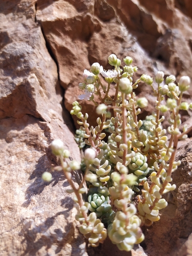 thick-leaved stonecrop