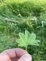 Alchemilla monticola, photograph (c) C. Oppermann, some rights reserved (CC BY-SA)