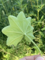 (c) C. Oppermann, some rights reserved (CC BY-SA) Alchemilla xanthochlora, photograph (c) C. Oppermann, some rights reserved (CC BY-SA)