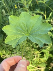 Alchemilla xanthochlora