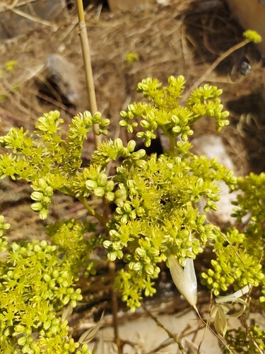 Pale Stonecrop