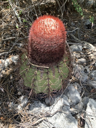 Melocactus caroli-linnaei